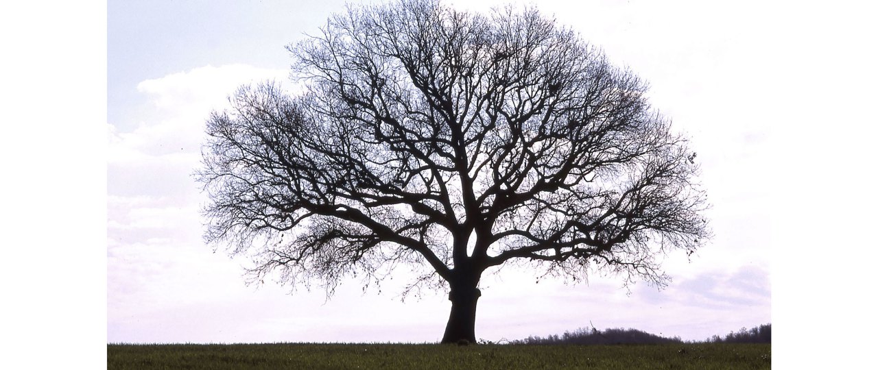 albero-1