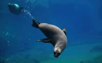 Tornano le foche nel Mediterraneo